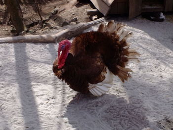 Close-up of chicken in the dark