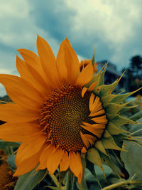 Close-up of sunflower