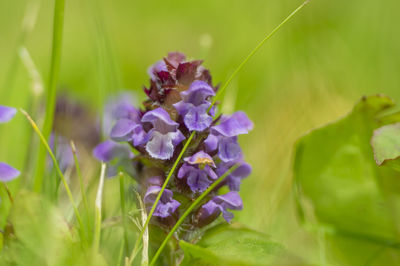 Close-up of purple flowering plants