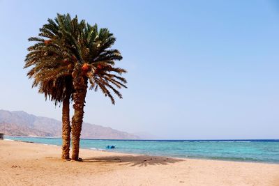 Palm trees on beach against clear sky