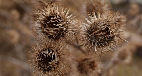 Close-up of thistle