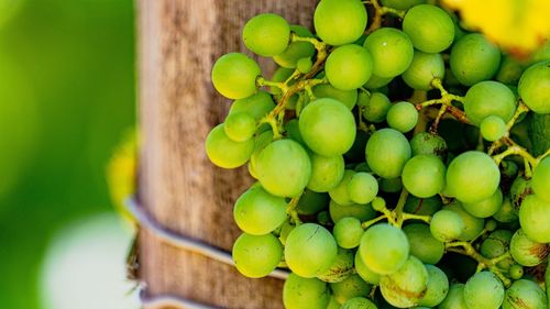 Close-up of grapes growing on plant