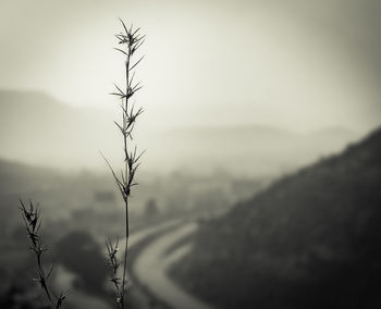 Close-up of plant against sky