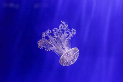 Close-up of jellyfish swimming in sea