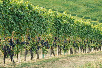 Rows of vines of black nebbiolo grapes with green leaves in the vineyards, piemonte, langhe 