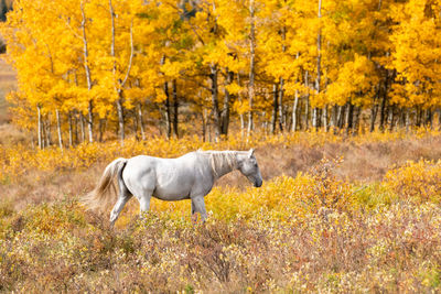 Horse in a forest