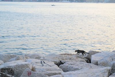 Dog on beach