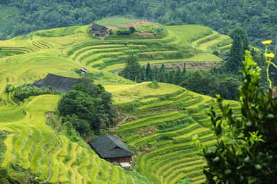 Scenic view of rice paddy