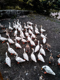 High angle view of birds on land