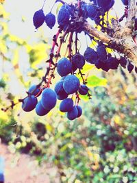 Low angle view of fruits hanging on tree