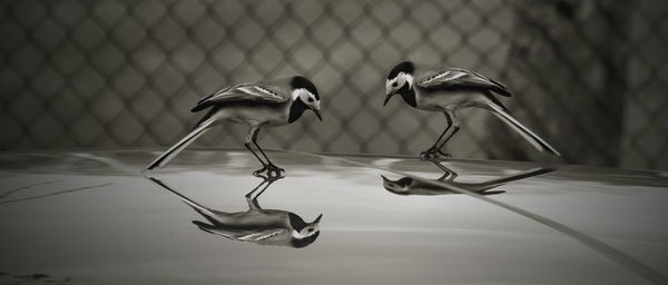 Birds perching on car roof against fence