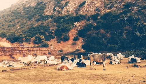 Horses on farm