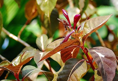 Close-up of butterfly on plant