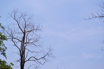 Low angle view of bare tree against sky