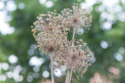 Close-up of white flowers