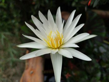 Close-up of white flower