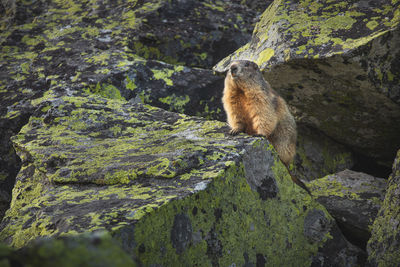 View of lizard on rock