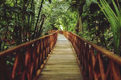 View of footbridge in forest