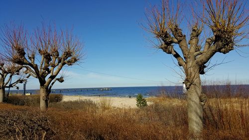 Bare tree by sea against clear blue sky