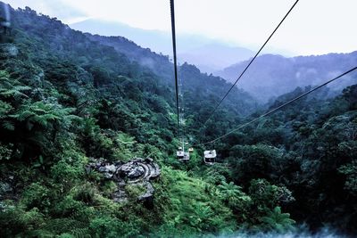 Scenic view of forest against sky