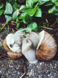 Close-up of snail on land