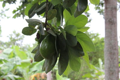 Low angle view of fruits hanging on tree