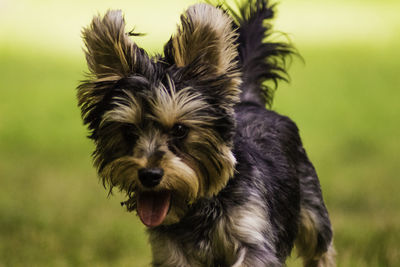 Close-up portrait of dog