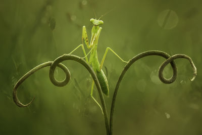 Praying mantish on nephentest leaf edge