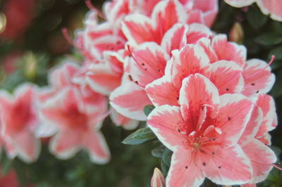 Close-up of pink flowering plant