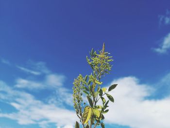 Low angle view of flowering plant against blue sky