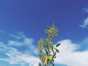 Low angle view of flowering plant against blue sky