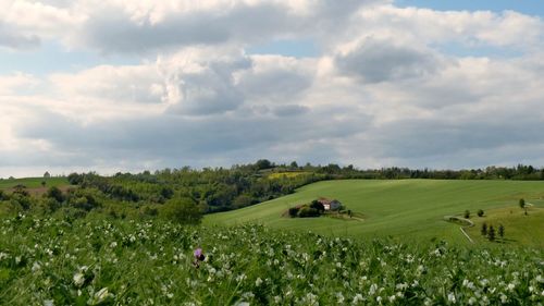 Scenic view of agricultural field against sky