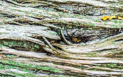 Full frame shot of tree trunk