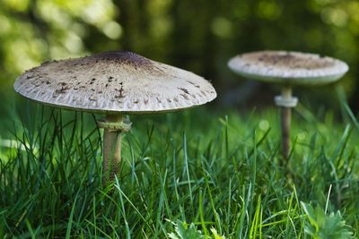 Close-up of mushroom growing on field