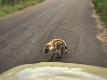 Hyena on the road 