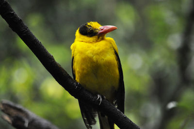 Close-up of bird perching on branch