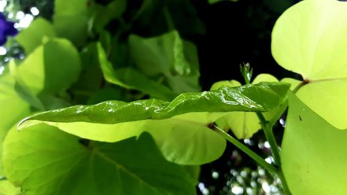 Close-up of dew drops on leaf