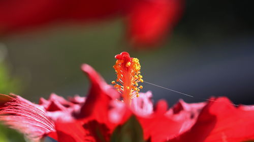 Close-up of red flowering plant