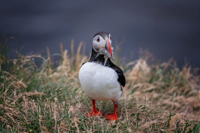 Close-up of duck on field