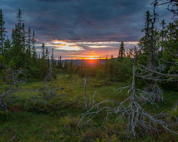 Plants and trees on field against sky during sunset