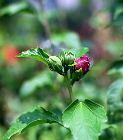 Close-up of red flowering plant