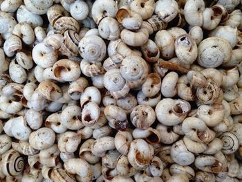 Full frame shot of mushrooms