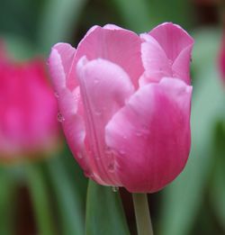 Close-up of pink flower blooming outdoors