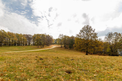 Trees on field against sky