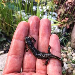 Close-up of hand holding lizard