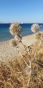 Scenic view of sea against clear sky