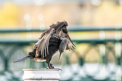 Close-up of bird perching