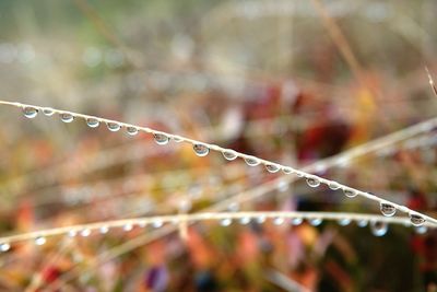 Close-up of water drops on plant