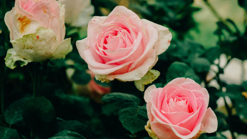 Close-up of pink rose