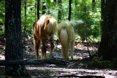 Horses in a forest